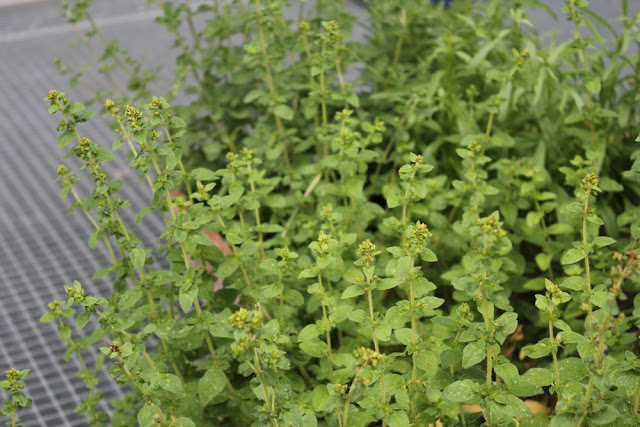 Kräuter aus meinem Kräutergarten