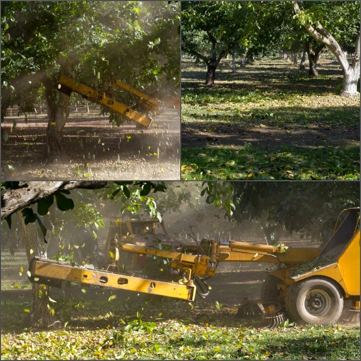 Eine Schüttelmaschine rüttelt so lange an den Bäumen, bis die Nüsse zu Boden fallen