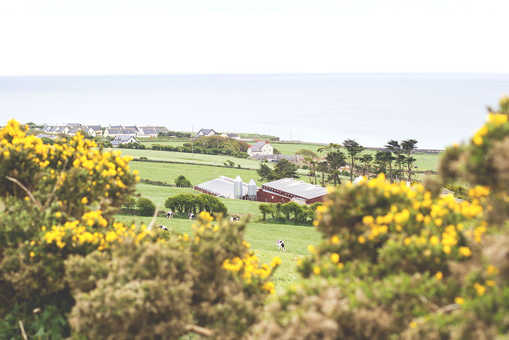 Irland-Rundreise mit Kerrygold, Bord Bia und Tourism Ireland: Bulman Pub in Kinsale und Rinderfarm in Old Head
