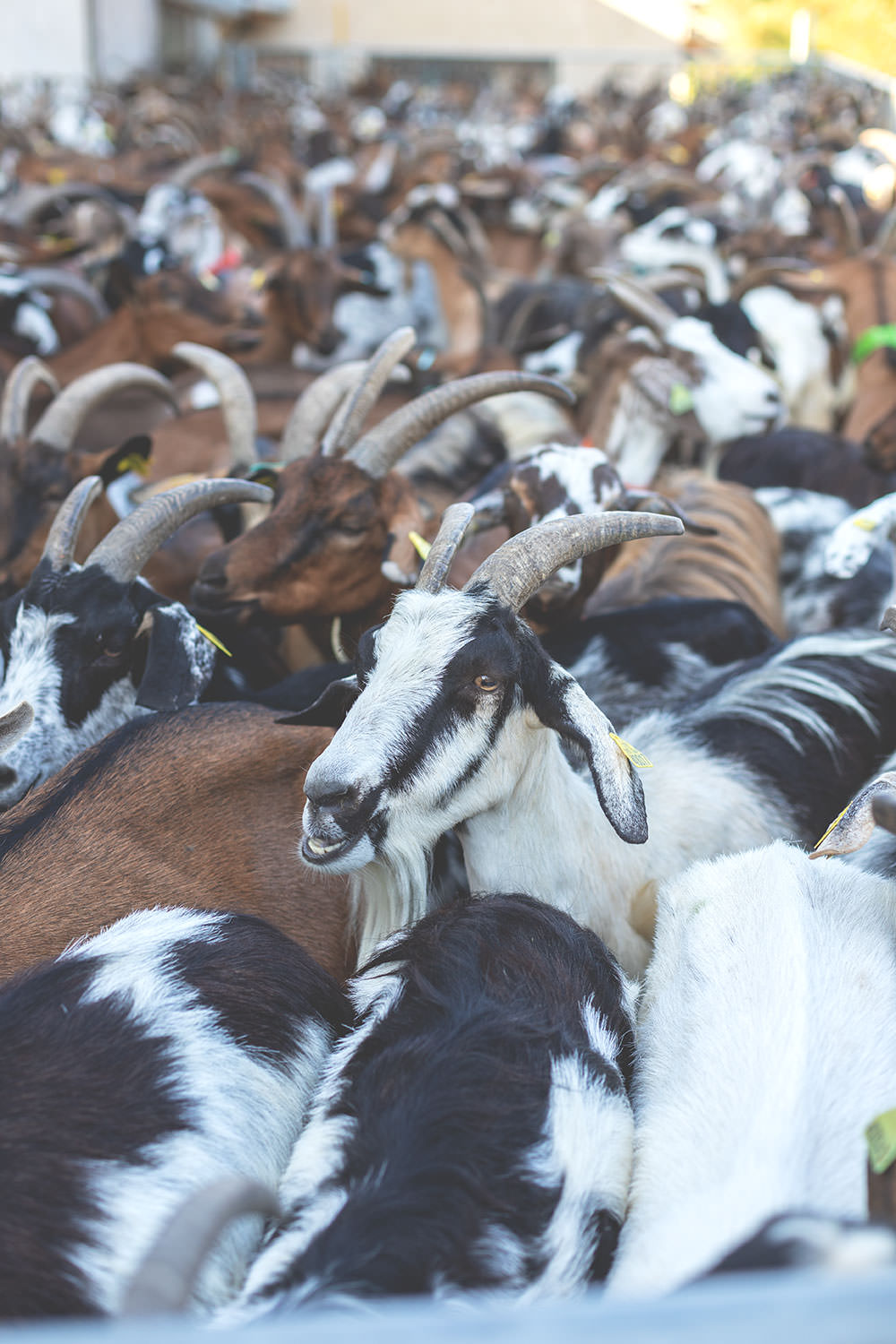 Kulinarischer Reisebericht durch Provence und Camargue mit dem französischen Landwirtschaftsministerium | moeyskitchen.com #provence #camargue #frankreich #reise #travel