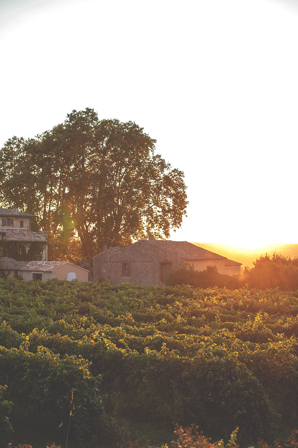 Kulinarischer Reisebericht durch Provence und Camargue mit dem französischen Landwirtschaftsministerium | moeyskitchen.com #provence #camargue #frankreich #reise #travel