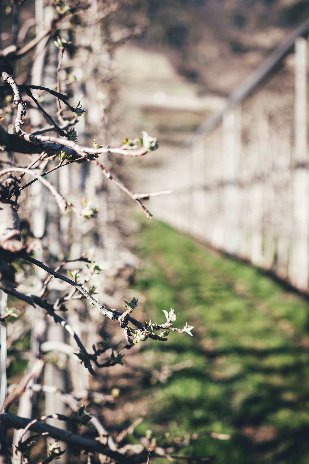 Auf Genussreise durch Südtirol mit Südtiroler Speck g.g.A., Südtiroler Apfel g.g.A., Stilfser g.U. Käse und Südtirol DOC Wein | moeyskitchen.com #südtirol #southtyrol #suedtirol #altoadige #QualitätEuropa #EnjoyItsFromEurope #SuedtirolerApfel #StilfserKaese #SuedtirolerSpeck #SuedtirolWein