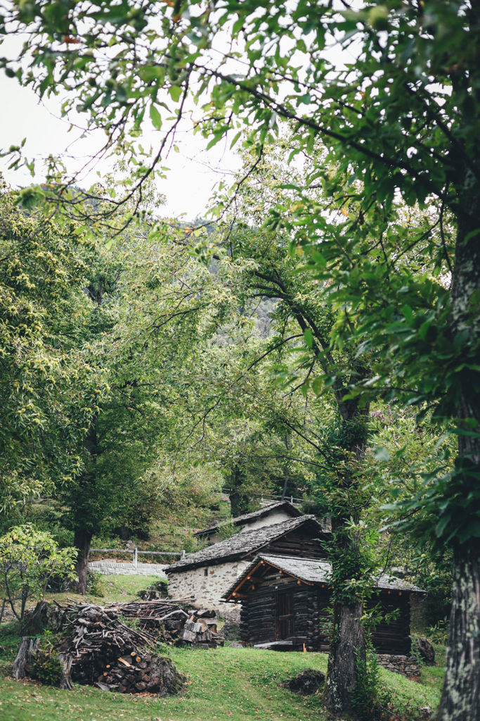 Kastanienselve in der Nähe von Castasegna im Bergell in der Schweiz (Graubünden) | moeyskitchen.com #kastanien #kastanienwald #kastanienselve #schweiz #bergell #graubünden #reise #reisebericht #blog