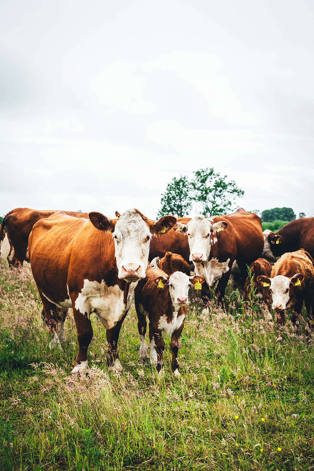 Auf Kuh-Safari in Dänemark bei einer Gruppe von Hereford Rindern | moeyskitchen.com