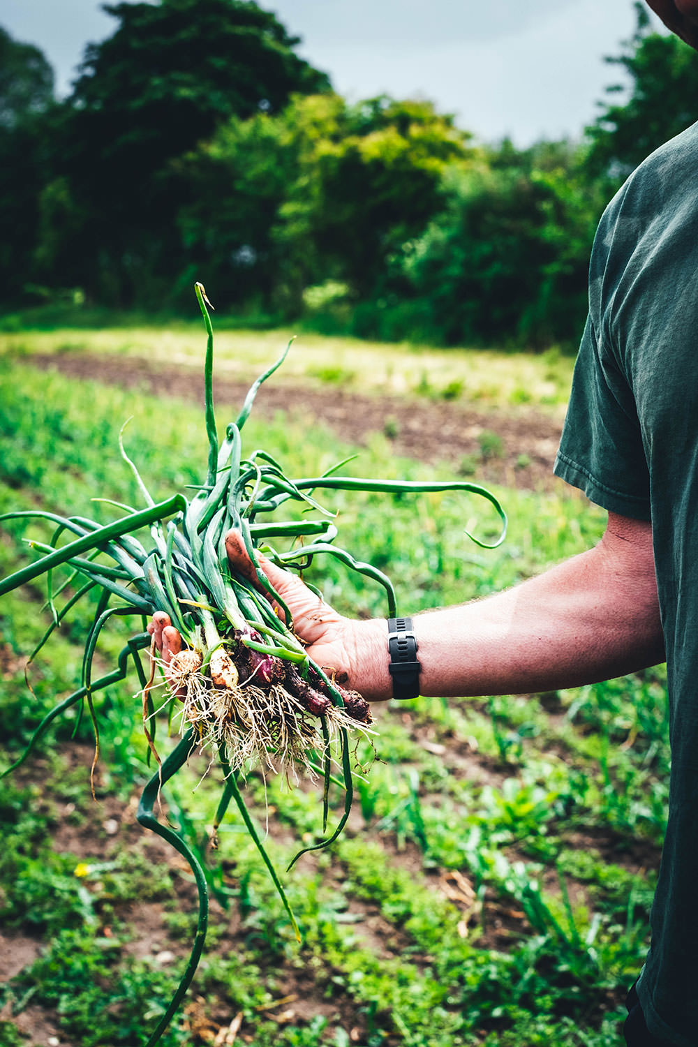 Auf dem Bio-Bauernhof Lammehave Økologi in Falster, Dänemark | moeyskitchen.com