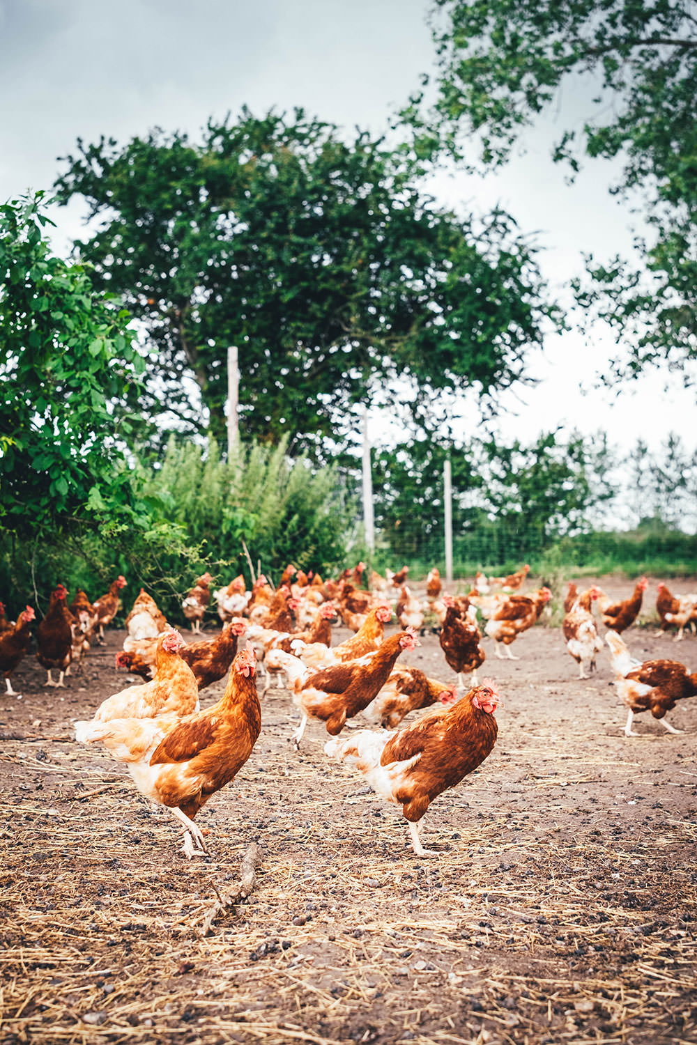 Auf dem Bio-Bauernhof Lammehave Økologi in Falster, Dänemark | moeyskitchen.com