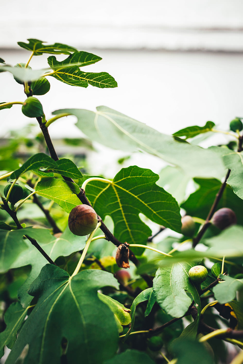 Jetzt ist die Zeit für frische Feigen - ich pflücke sie direkt von meinem Baum auf der Terrasse