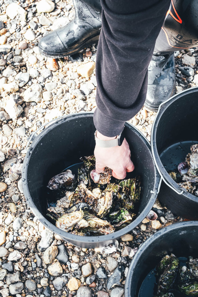 Auf Austernsafari am Limfjord in Dänemark. | moeyskitchen.com