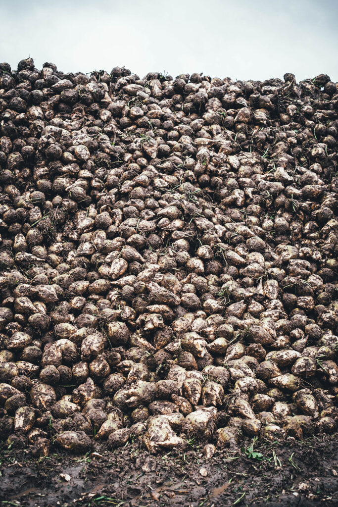 Geernetete Zuckerrüben in Mieten am Feldrand | moeyskitchen.com