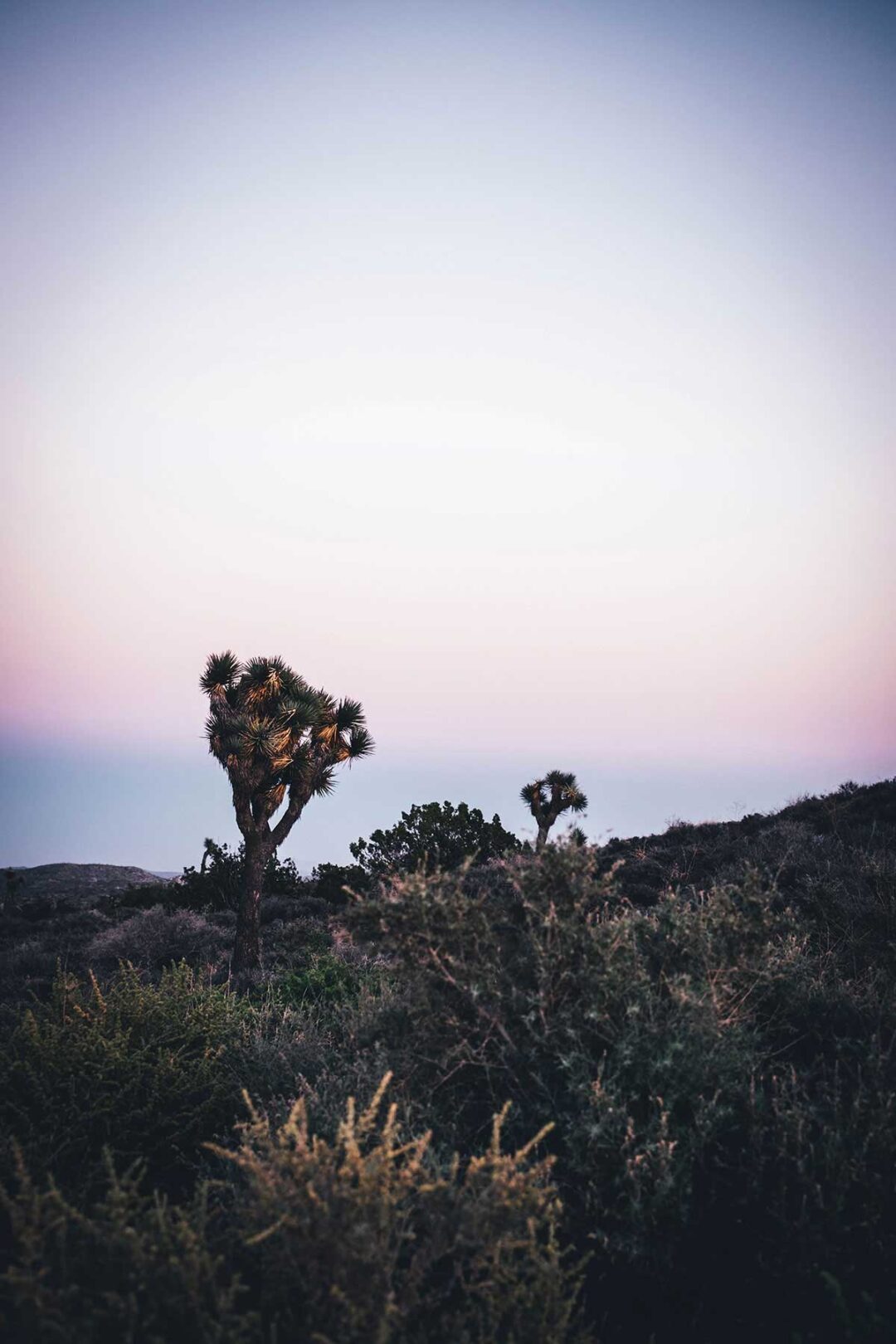 Sonnenuntergang im Joshua Tree Park in Kalifornien, USA | moeyskitchen.com