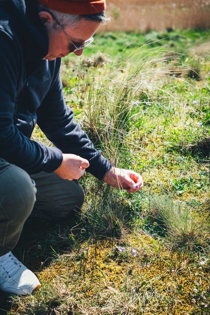 Kräutersammeln mit Jakob Sullestad vom Sønderho Kro: Wattenmeer-Natur in den Dünen | moeyskitchen.com