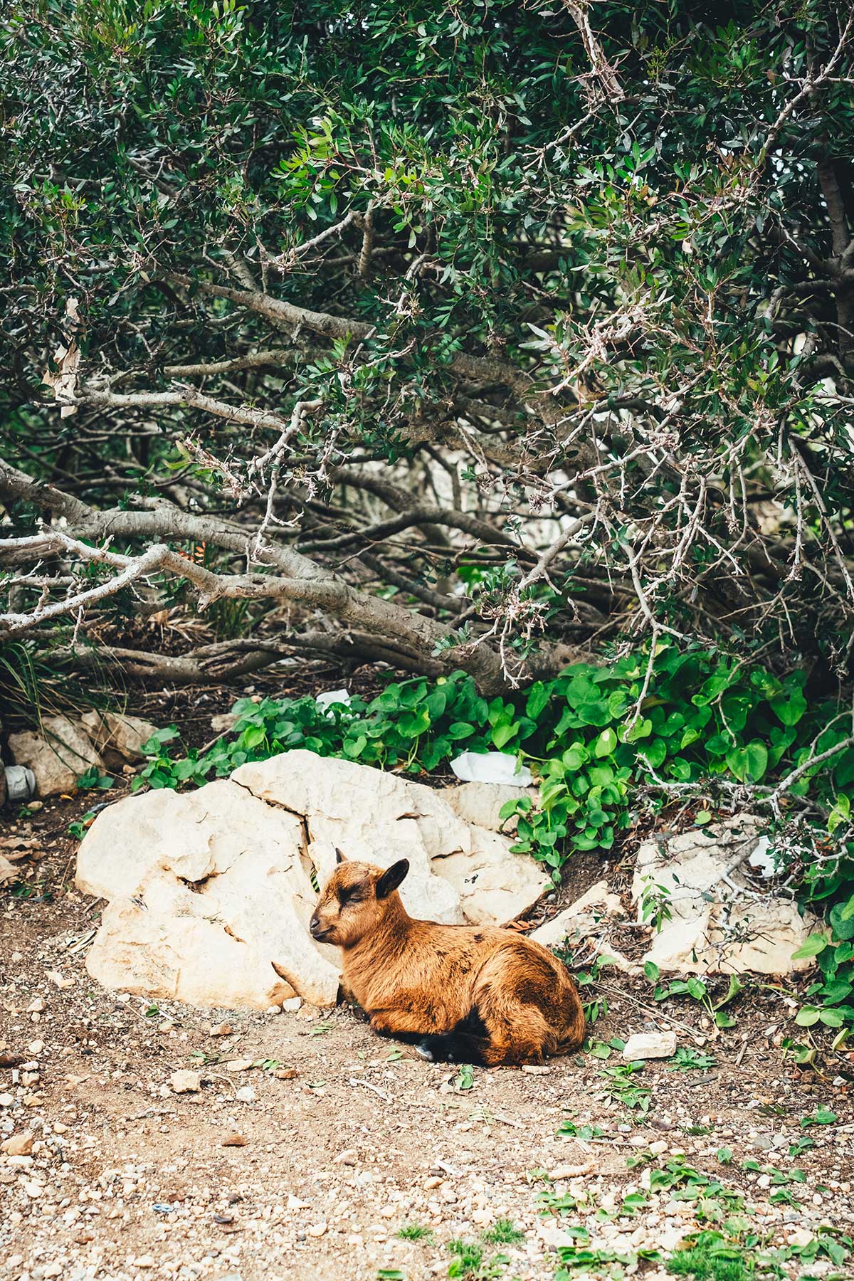 Eindrücke von Mallorca | moeyskitchen.com