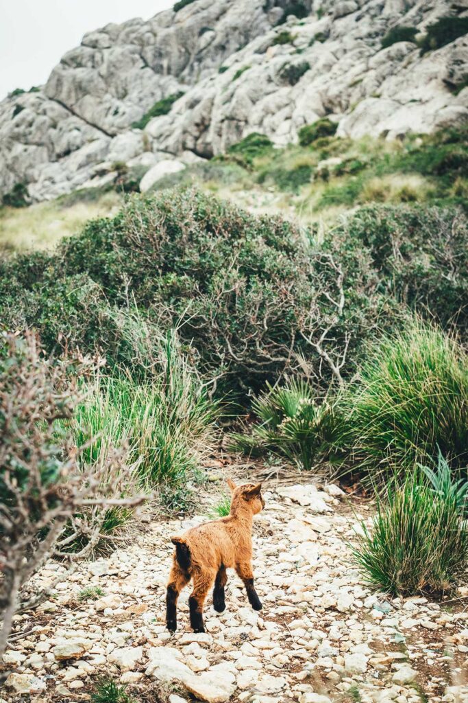 Wilde Ziegen am Cap Formentor | moeyskitchen.com