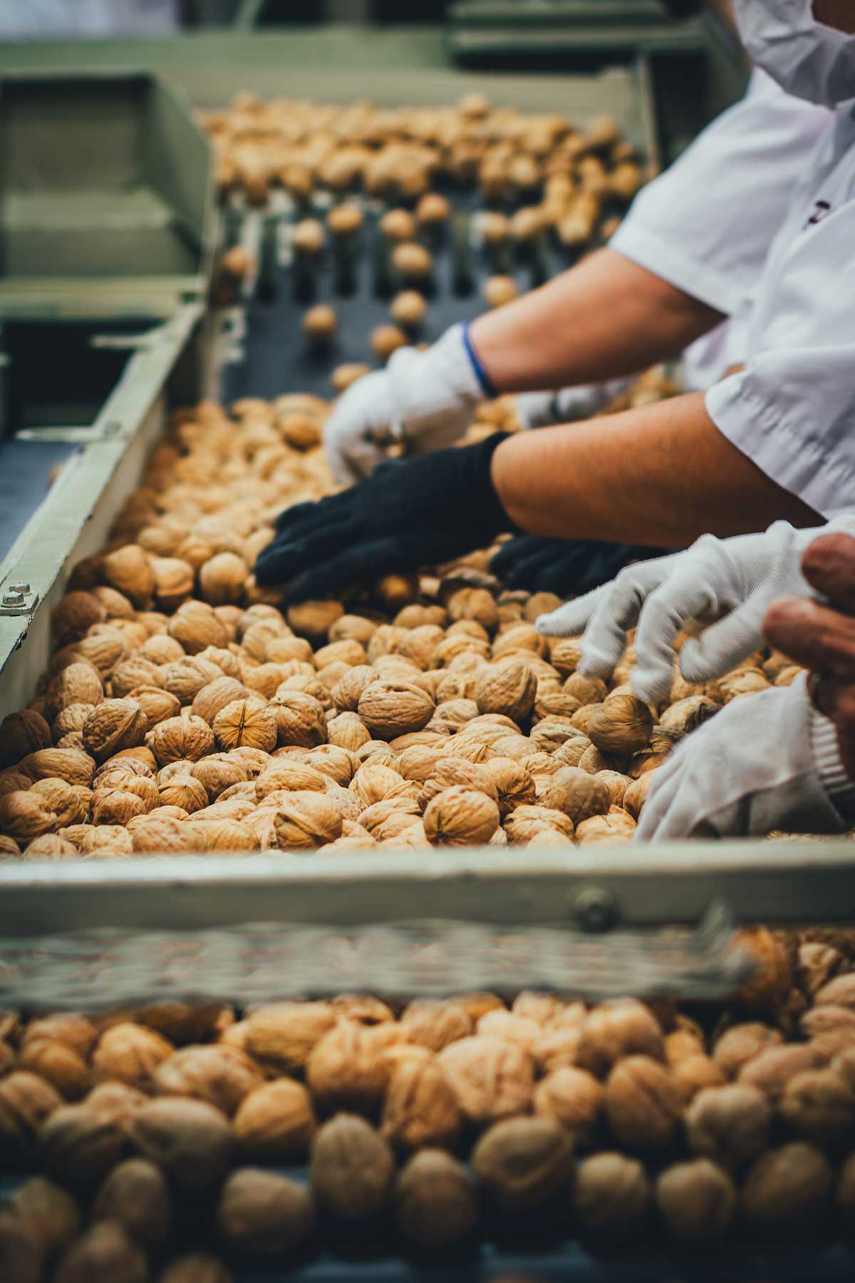 Walnüsse werden direkt nach der Ernte in Kalifornien gesäubert und verpackt, Reportage | moeyskitchen.com