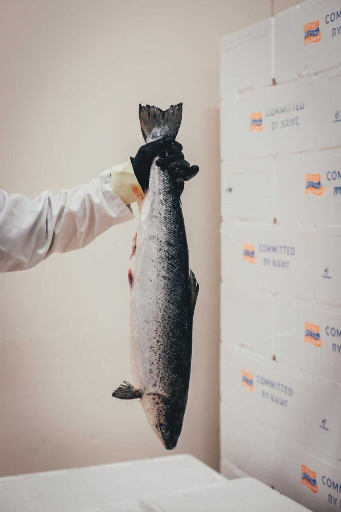 Ein frischer Wildlachs aus Alaska für meine Reportage über eine Fischfabrik in Waren an der Müritz | moeyskitchen.com